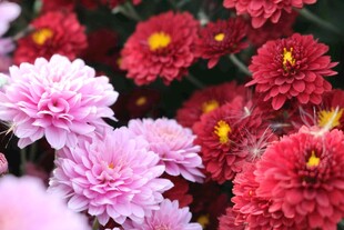 菊花 