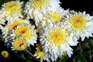 白色菊花
