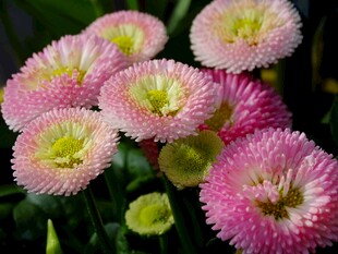 粉色雏菊