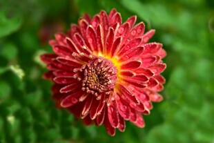 艳丽红色菊花特写