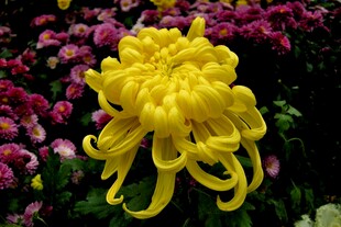 金黄菊花
