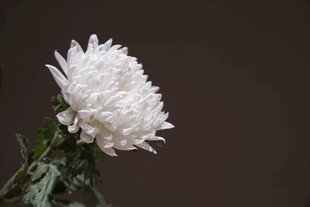白色菊花特写
