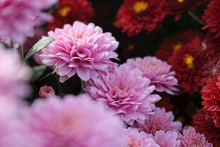 菊花