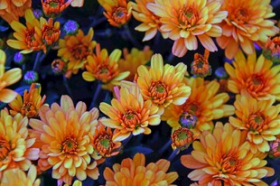 橙色菊花