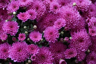 紫色菊花