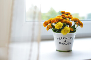 小菊花