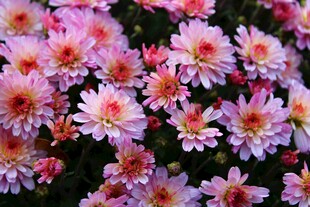 粉色雏菊