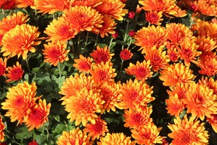 橙色菊花