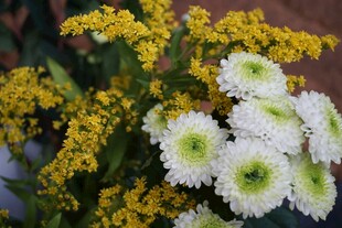 菊花 