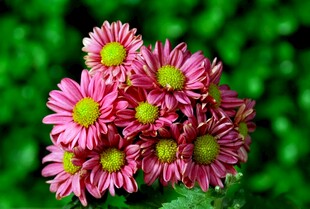粉色菊花绽放