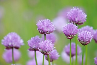 紫色菊花