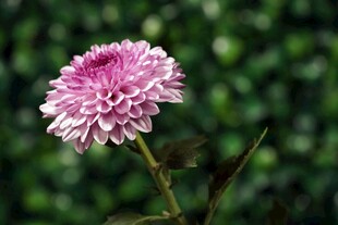 粉色菊花