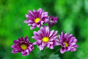紫色菊花