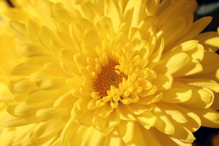黄色菊花特写