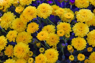金黄菊花绽放
