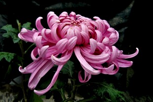 粉色菊花特写
