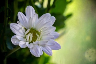 淡雅小白菊绽放