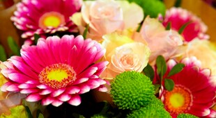 多彩菊花