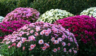 多彩菊花绽放