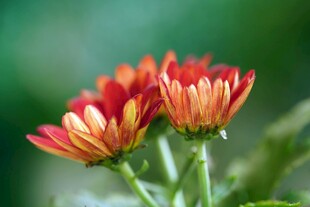 艳丽双色菊花绽放