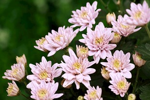 粉色菊花