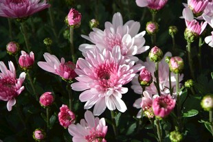 粉色菊花