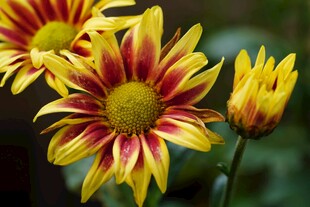 双色菊花绽放