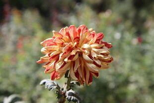 橙红色菊花特写