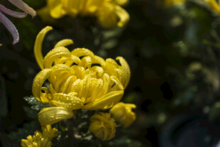金黄菊花绽放