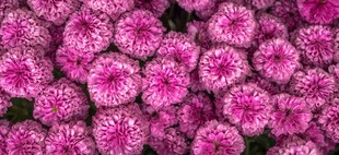 粉色菊花密集绽放