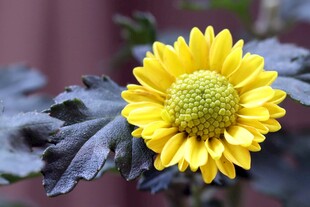 黄色菊花特写