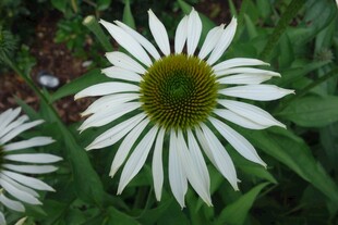 白色松果菊特写