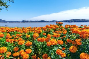 湖畔橘色菊花花海美景