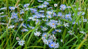 蓝色菊花