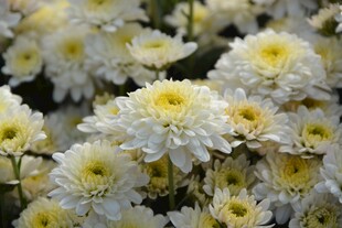 白色菊花绽放