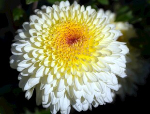 白色菊花特写