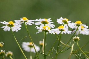 清新雏菊