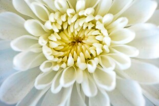 白色菊花特写