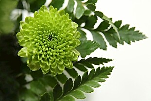 翠绿菊花绽放