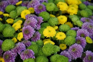 多彩菊花