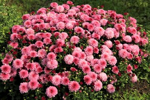 粉色菊花