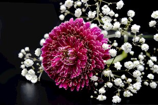 艳丽紫菊伴白色满天星