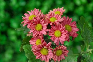 粉色菊花