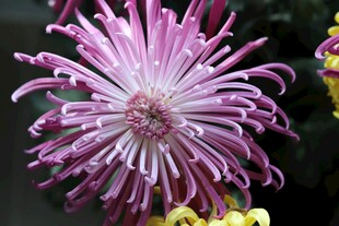 紫色丝状菊花特写