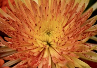 橙黄色菊花特写