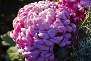 粉紫色菊花特写