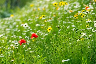 野菊花
