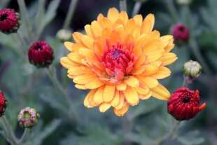 艳丽黄色菊花特写