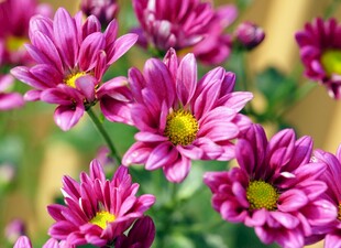 紫色菊花