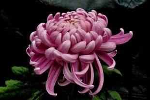 粉色菊花特写